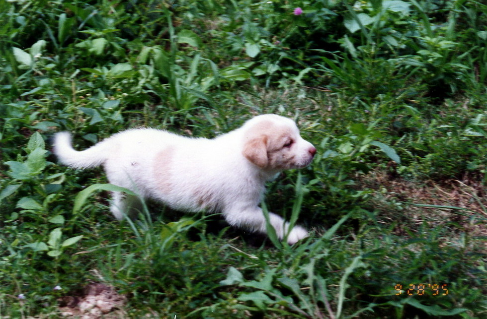 Dina's puppies born in New Garden City 19950928_1-1