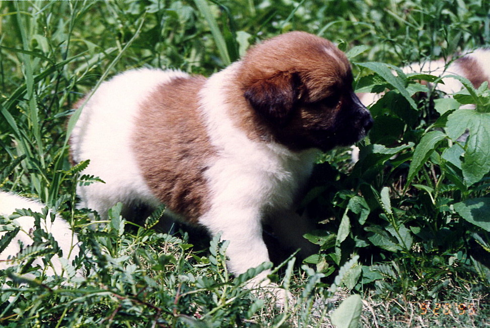 Dina's puppies born in New Garden City 19950928_2-3