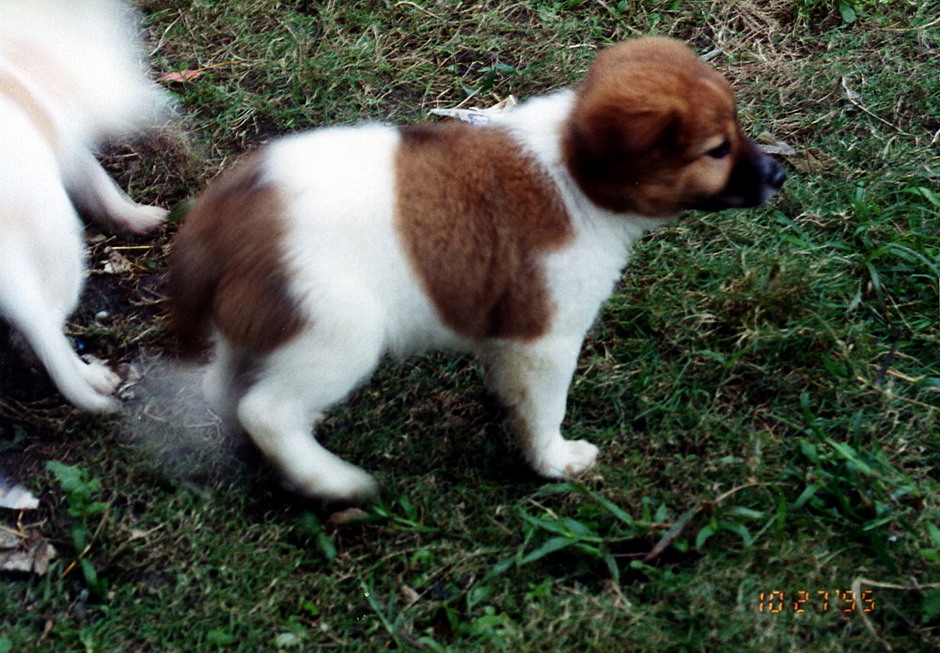 Dina's puppies born in New Garden City 19950928_2-4