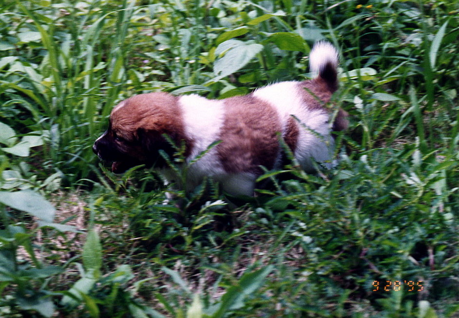 Dina's puppies born in New Garden City 19950928_3-4