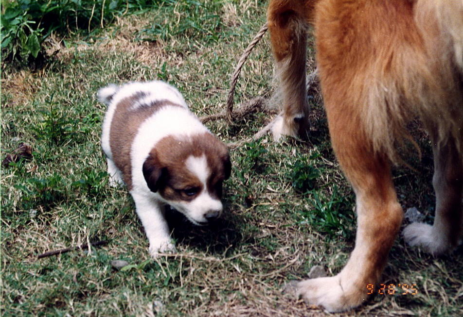 Dina's puppies born in New Garden City 19950928_3-5