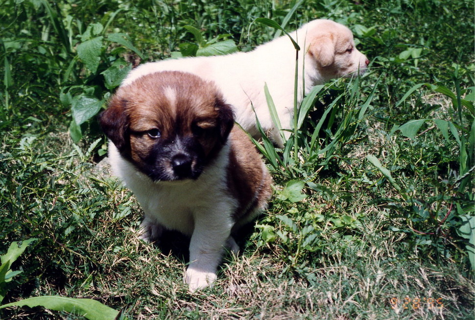 Dina's puppies born in New Garden City 19950928_5-1