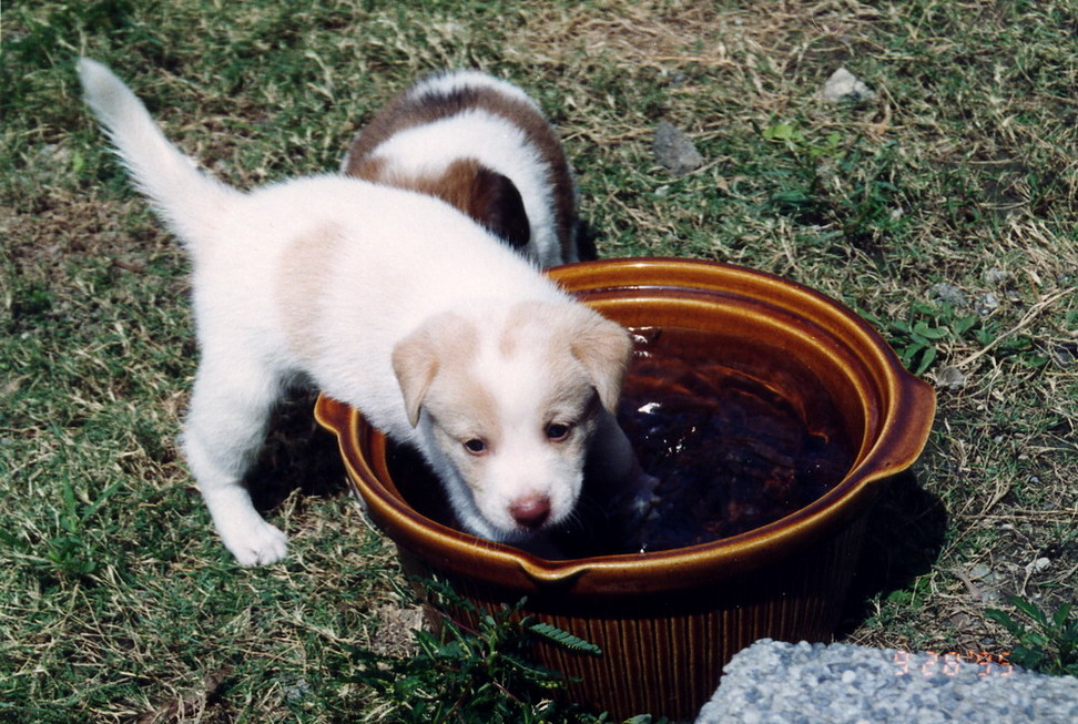 Dina's puppies born in New Garden City 19950928_5-2