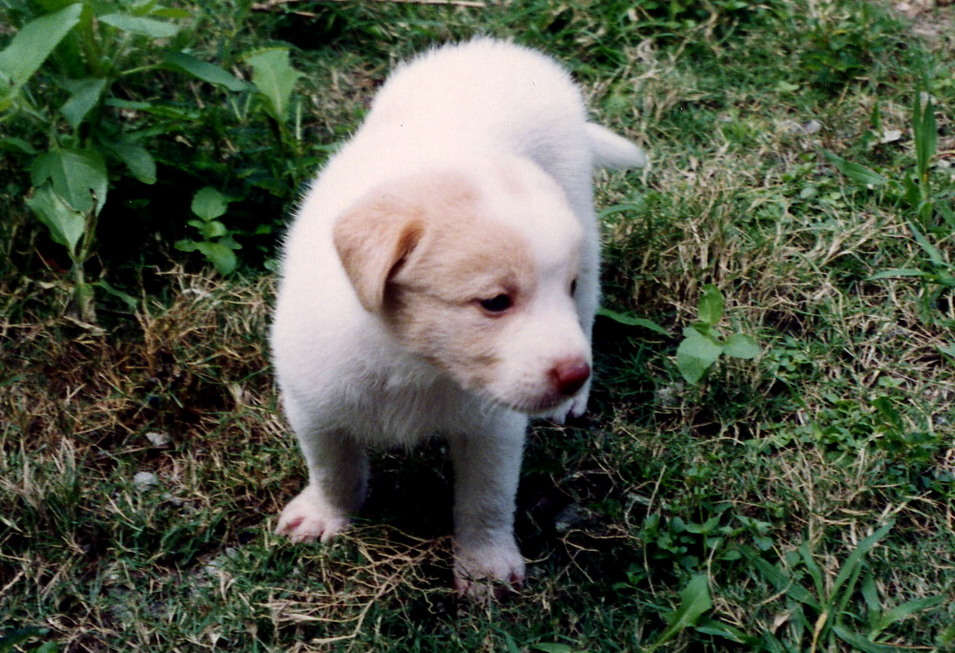 Dina's puppies born in New Garden City 19950928_5-3