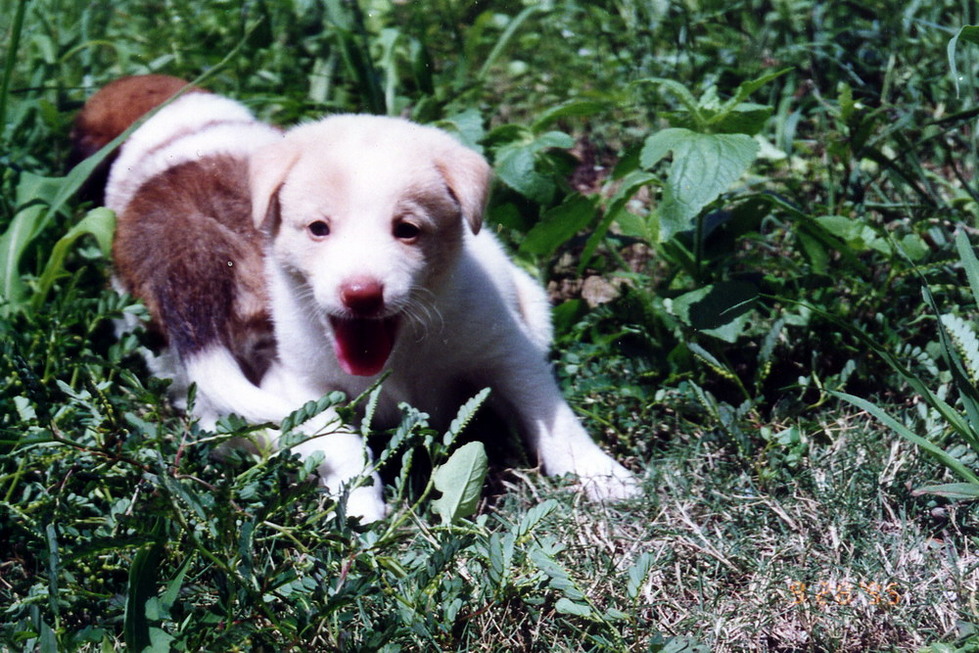 Dina's puppies born in New Garden City 19950928_6-1