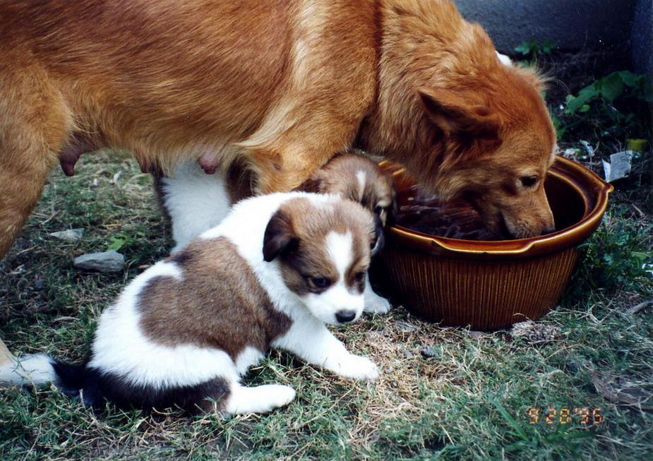 Dina's puppies born in New Garden City 19950928_6-3