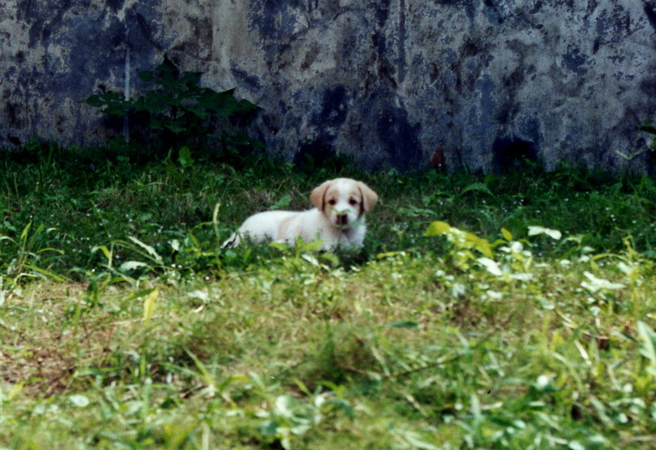 Dina's puppies born in New Garden City 19951014_1-3