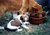 Dina's puppies born in New Garden City 19950928_6-3