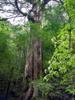 next photo: Lala 拉拉山 old trees