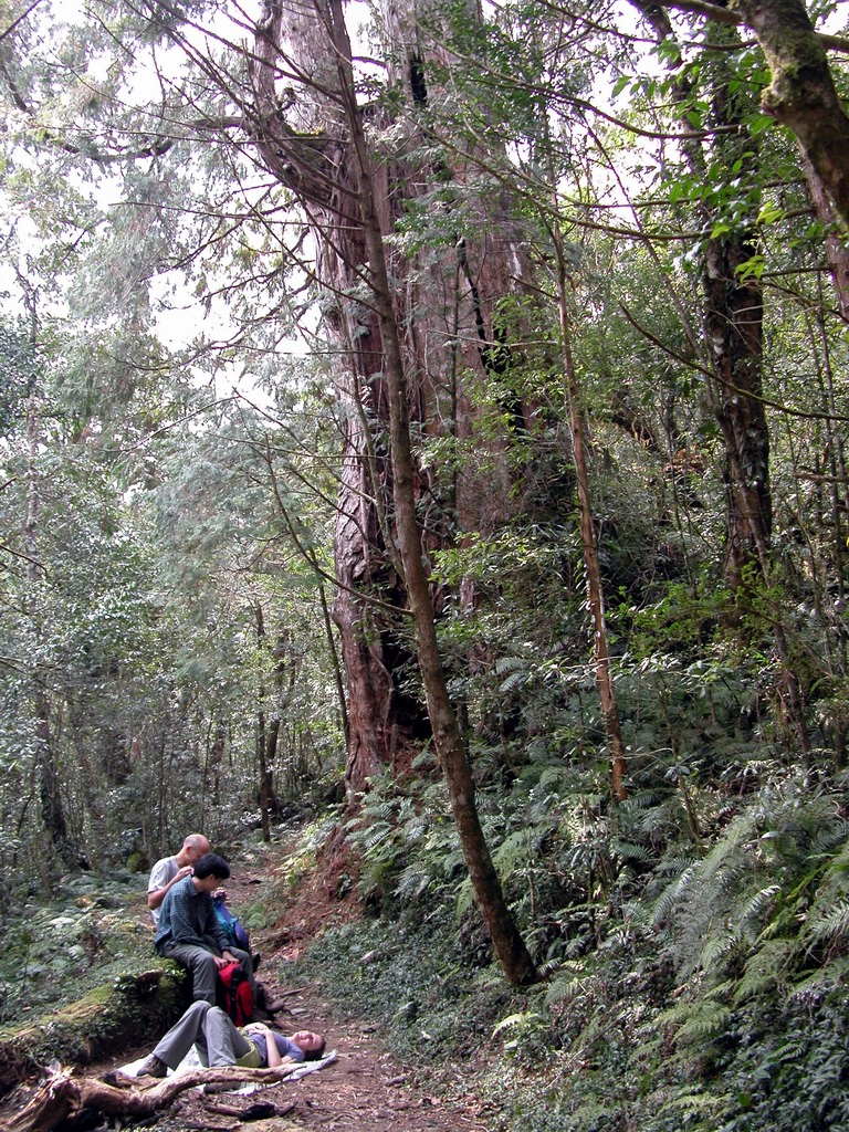 Hike from FuShan in Wulai to BaLing in TaoYuan 福山（烏來）到 巴陵（ 桃園） DSCN2911