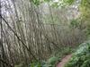 next photo: bamboo grove