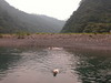 August swimming trips with dogs to Gweishan