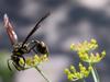 next photo: bee in fennel, Hymenoptera, 9/19