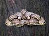 Brahmin moth 枯球籮紋蛾 (kū qiú luó wén é) Brahmaea wallichii insulata  Inoue, 1984 endemic