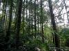 next photo: pine forest
