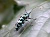 long-horned beetle 斯文豪氏天牛 (sī wénháo shì tiān niú) Paraglenea swinhoei