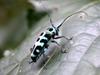 next photo: long-horned beetle 斯文豪氏天牛 (sī wénháo shì tiān niú) Paraglenea swinhoei