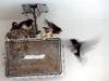 next photo: Barn swallows nesting on a speaker