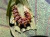 next photo: Asian comma 黃蛺蝶 ( huáng jiá dié) Polygonia c-aureaum lunulata caterpillar