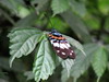 Insects dan_1052