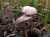 Mushrooms 11101