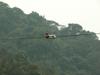 Drongo nesting over Beiyi Highway, 6/3