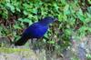 next photo: Formosan Whistling Thrush 紫嘯鶇 (zǐ xiào dōng) Myiophoneus insularis