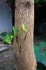 trimmed avacado resprouts