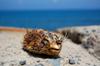 next photo: dessicated puffers litter the coastal rocks