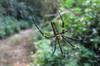 Golden Orb Web Spider Nephila pilipes 人面蜘蛛 (
