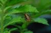 spider in the agrimony