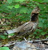 Woodlot 2007 p1010543