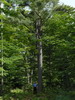 Woodlot 2007 p1010621