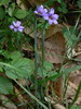 Woodlot 2007 p1010628