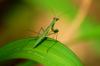 next photo: praying mantis 螳螂 (tángláng) Mantodea