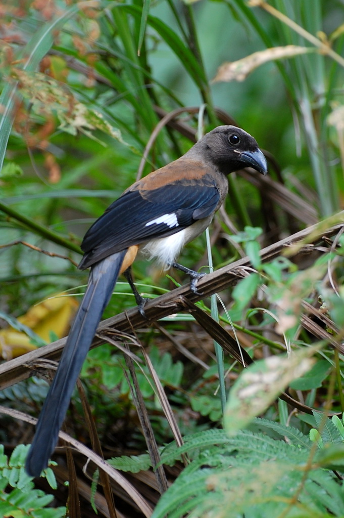 Blue Magpies 12659