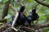 young Formosan blue magpies 台灣藍鵲 Urocissa caerulea waiting for food