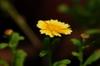 edible chrysanthemum 茼蒿 (tónghāo) Chrysanthemum coronarium