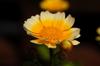 edible chrysanthemum 茼蒿 (tónghāo) Chrysanthemum coronarium