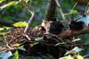 next photo: young Formosan blue magpies 台灣藍鵲 (táiwān lán què) Urocissa caerulea