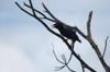 Formosan Magpie 台灣藍鵲 Urocissa caerulea