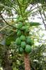 green papayas