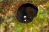 mushroom in a drainage hole