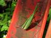 praying mantis (photo by Dan)