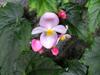 Begonia blossom (photo by Laurie)