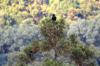next photo: Large-billed Crow 巨嘴鴉 Corvus macrorhynchos