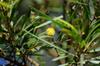 next photo: flowering acacia