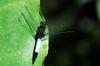 Triangle Skimmer, Lesser Blue Skimmer, Libellula melania 鼎脈蜻蜓 Orthetrum triangulare