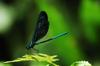Formosan Jewelwing 白痣珈蟌 Matrona cyanoptera, male 雄 endemic 台灣特有種