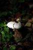 abruptly-bulbous agaricus 球莖蘑菇 Agaricus ?abruptibulbus